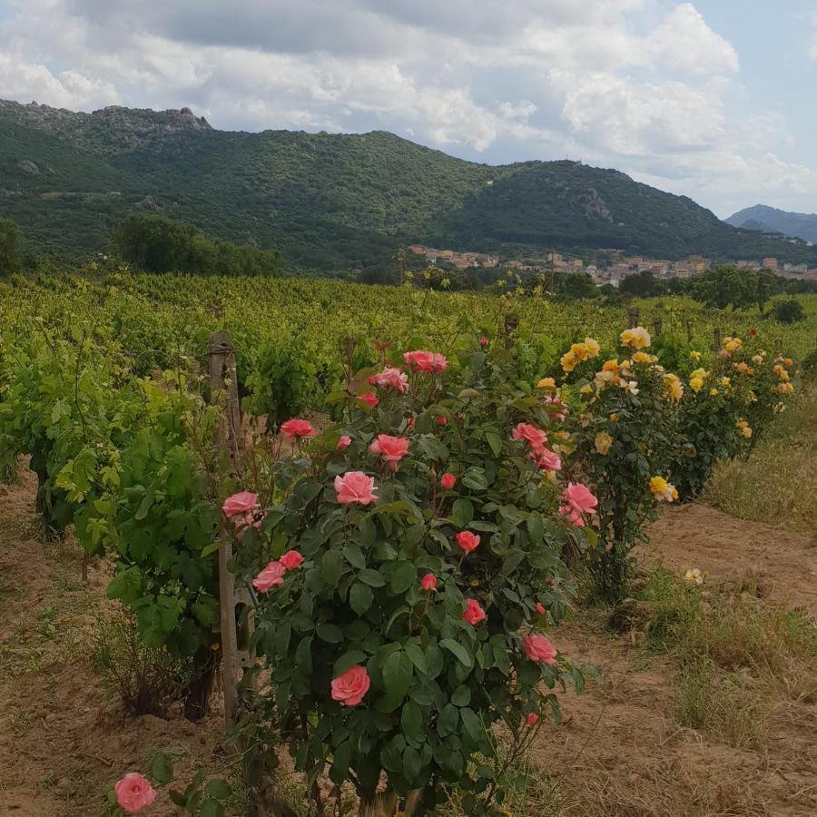 Agriturismo Vermentino Monti Esterno foto